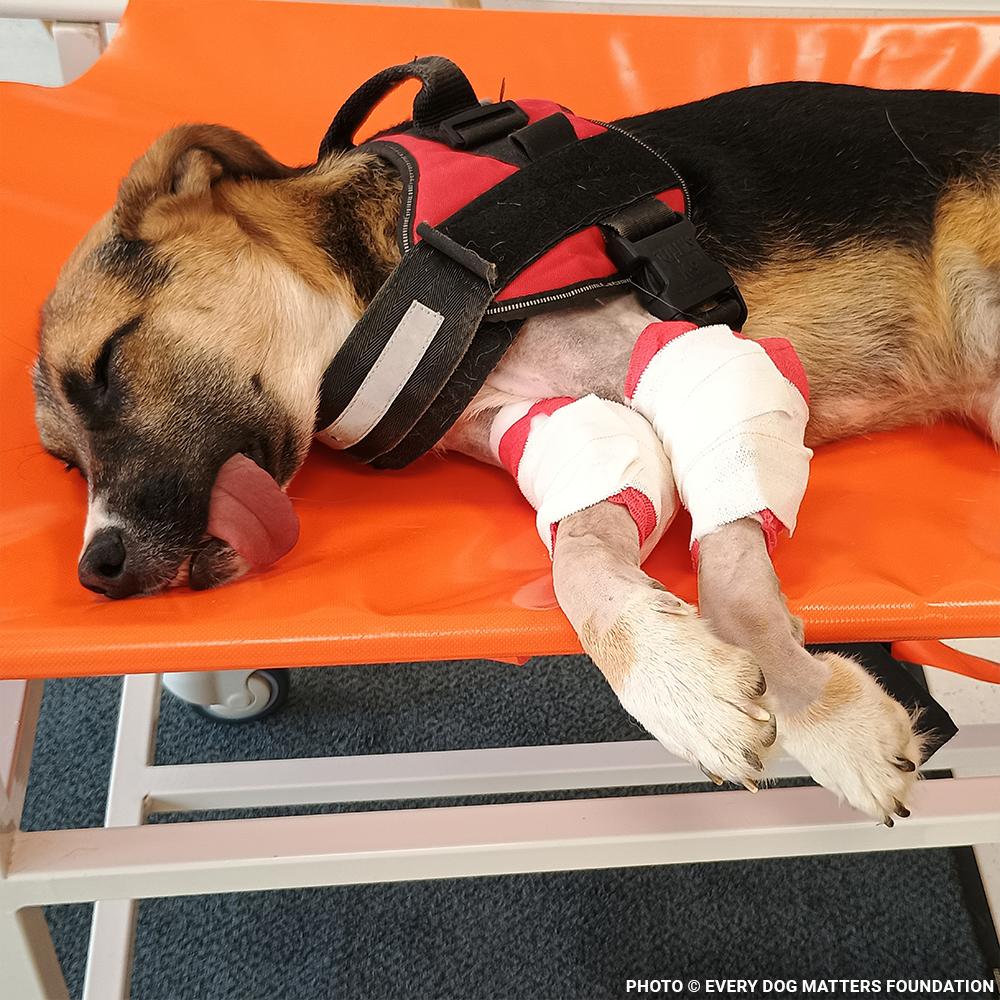 Harley Needs Knee Surgery to Walk Without Pain