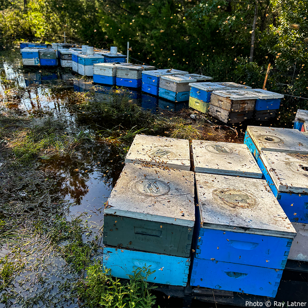 URGENT: Help Save Bees Affected by Hurricane Helene