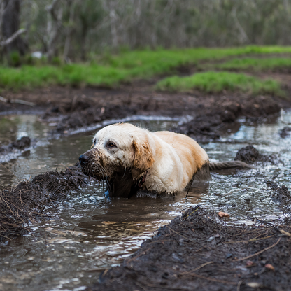 URGENT: Help Pets Injured by Hurricane Helene