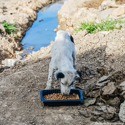 URGENT: Pet Food Drive for Shelters Affected by Helene and Milton