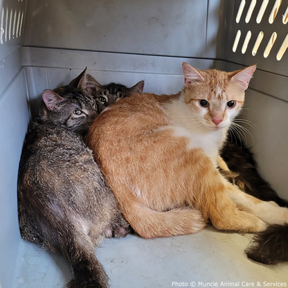 Help 20 Neglected Cats, Abandoned in Squalid House