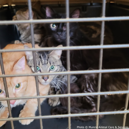 Help 20 Neglected Cats, Abandoned in Squalid House