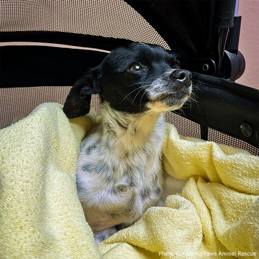 Funded: Dog Found Near Death After Being Hit by Car Needs Your Support to Heal