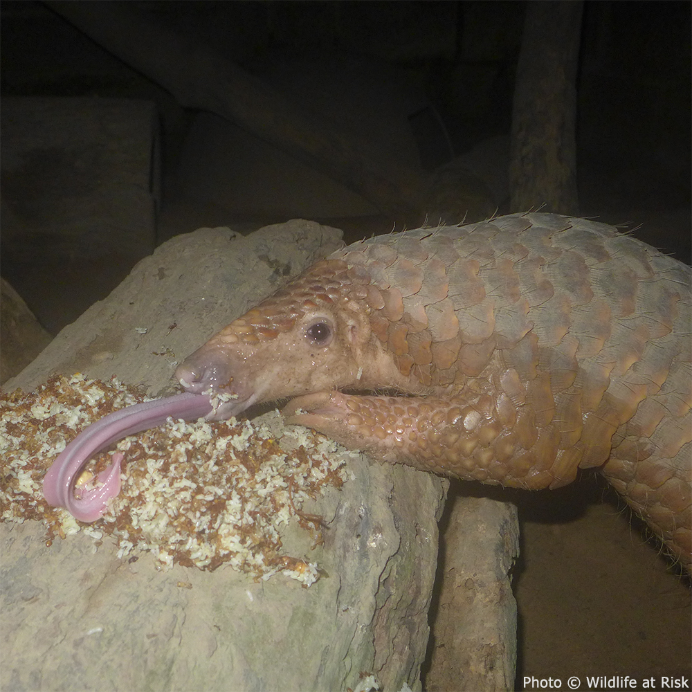 Protect the Pangolin this Holiday Season