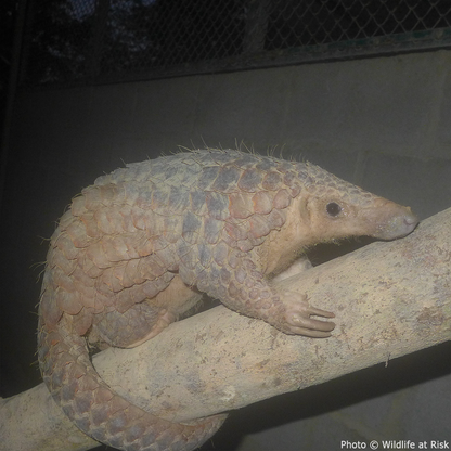 Protect the Pangolin this Holiday Season