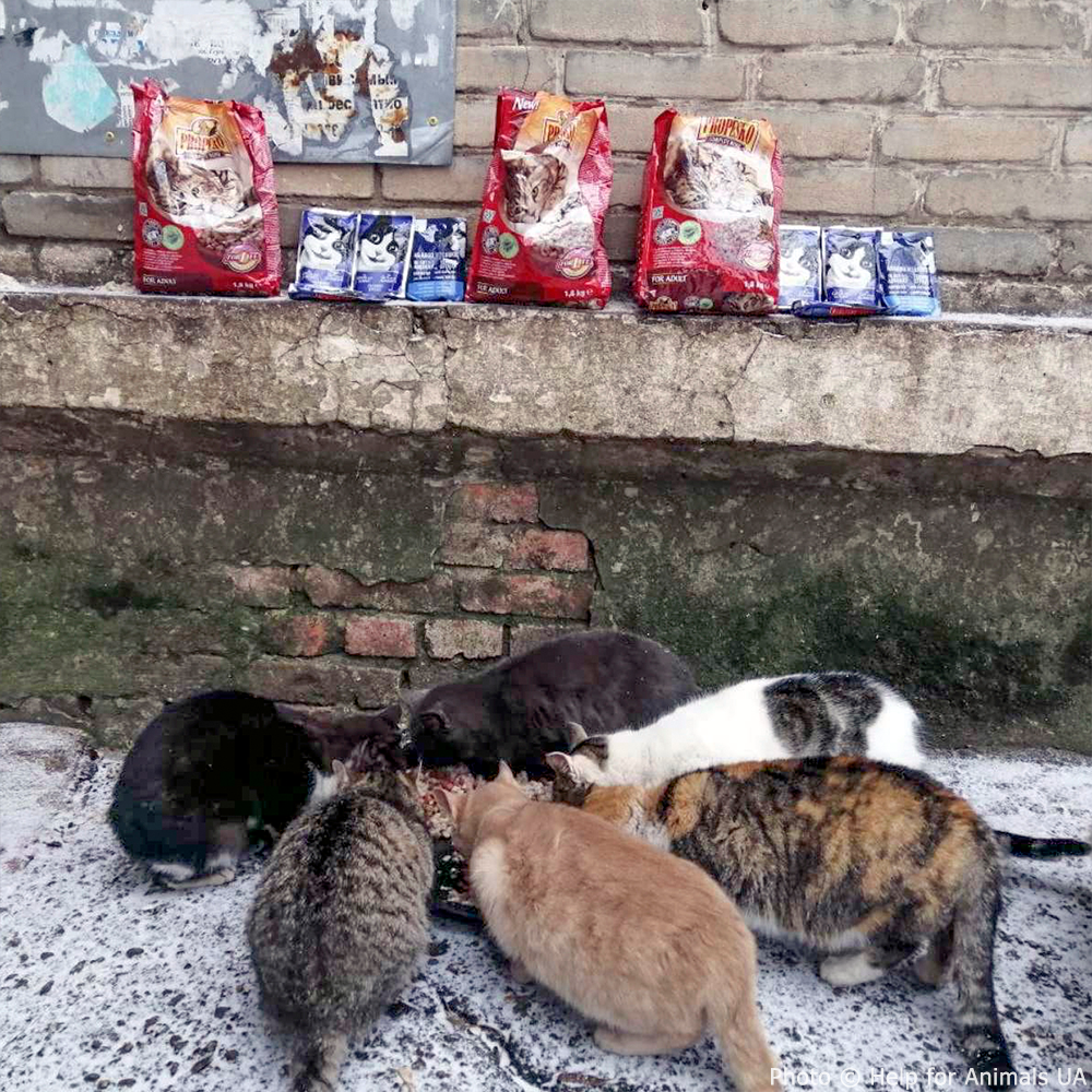 Ukraine Crisis: Feed Pets in Need