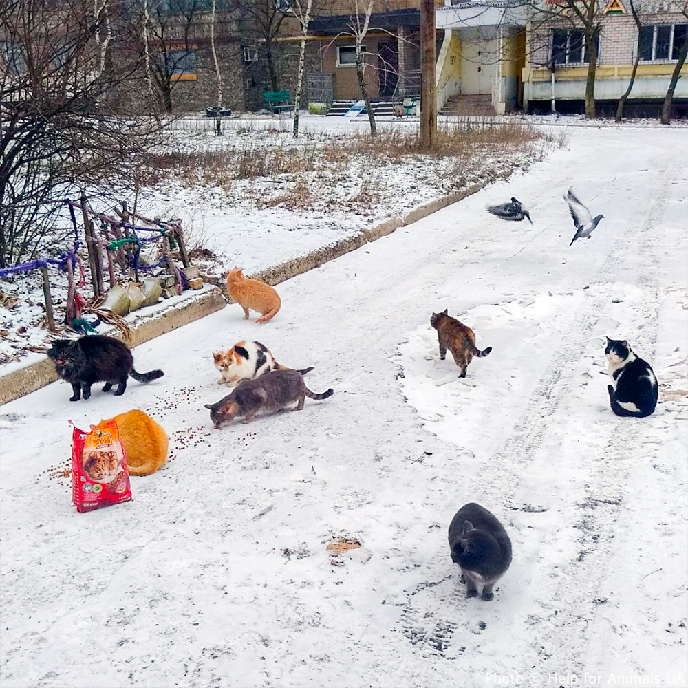 Ukraine Crisis: Feed Pets in Need