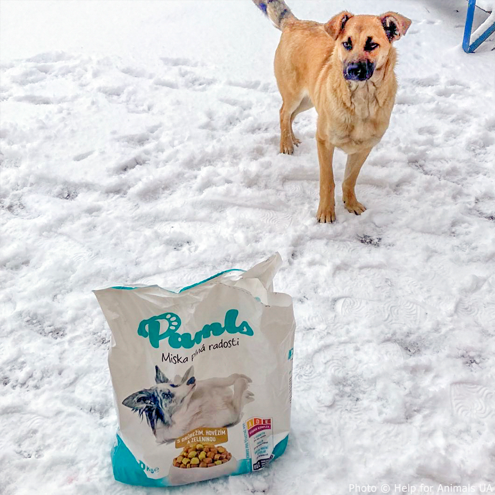 Ukraine Crisis: Feed Pets in Need