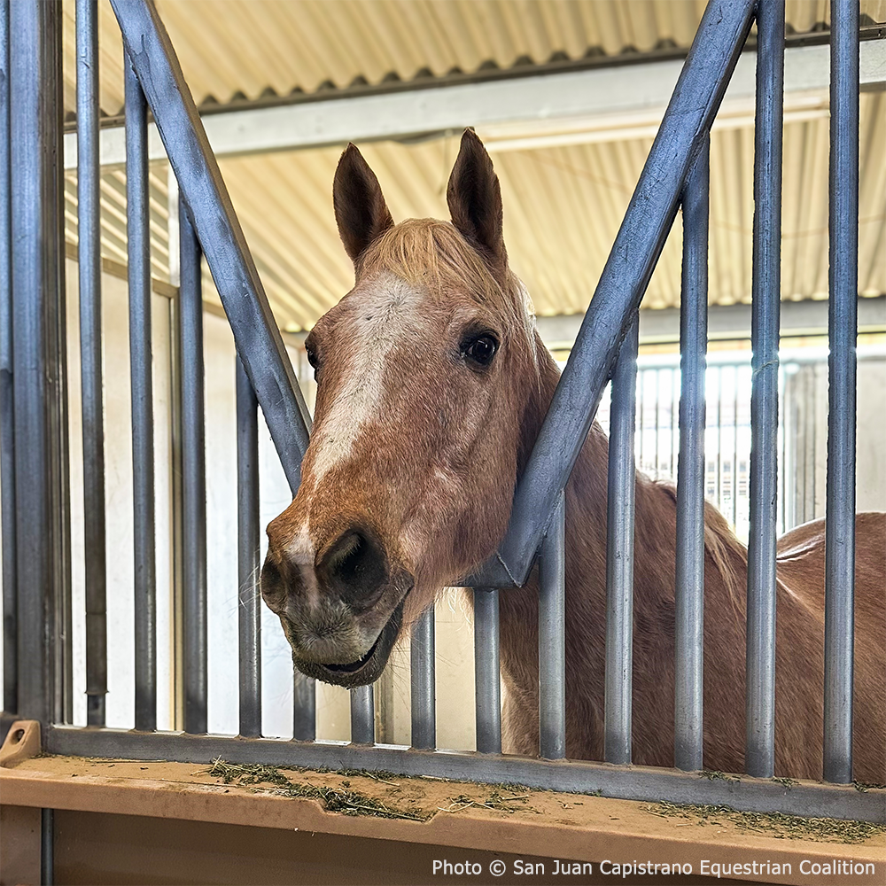 Help Injured and Neglected Horses in Urgent Need of Care