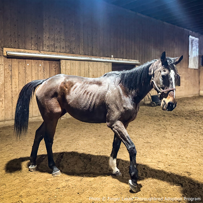 Help Injured and Neglected Horses in Urgent Need of Care