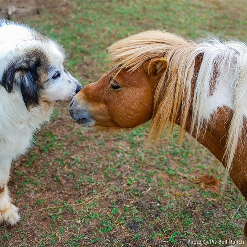 Help Injured and Neglected Horses in Urgent Need of Care