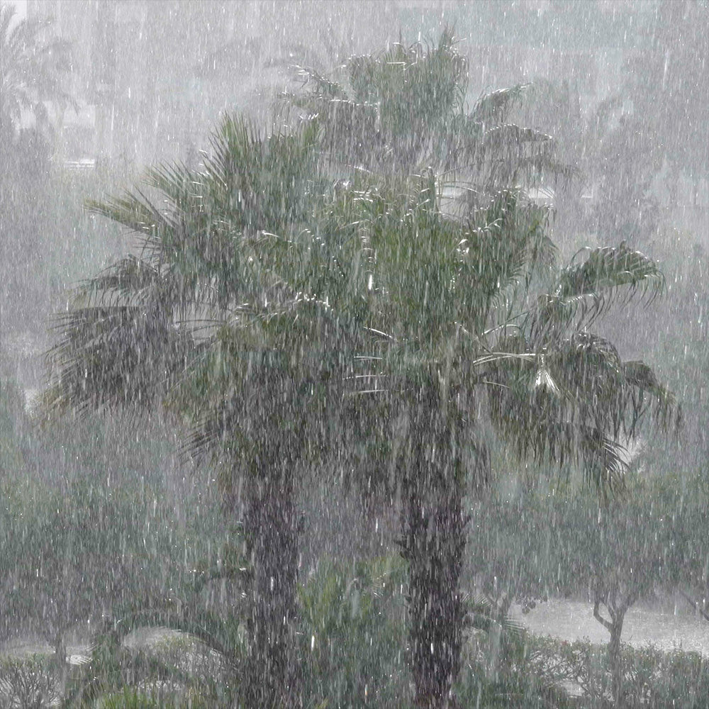 Hurricane Isaias Smashes Into the Gulf Coast: Rush Aid to People & Pets