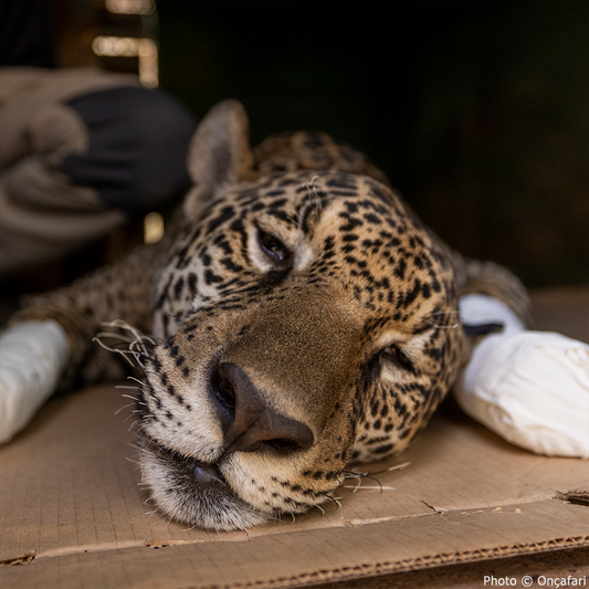 Rescue Jaguars from Life-Threatening Wildfires