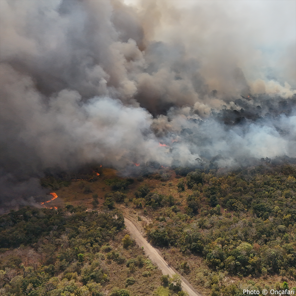 Endangered Jaguars Burned in Horrific Wildfires Need Your Help