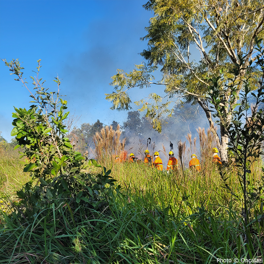 Endangered Jaguars Burned in Horrific Wildfires Need Your Help