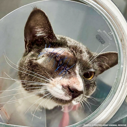 Seeing-Eye Cat James Suffering with Painful Blind Eye Needs a Chance to Heal