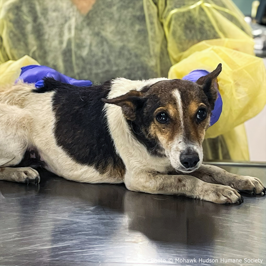 Help Neglected Dogs Jazz, Rock, and Opera Heal in Harmony