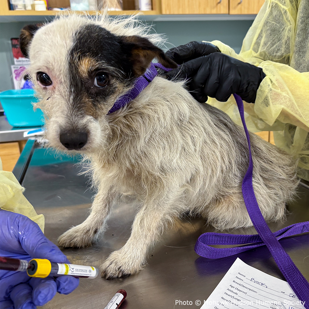 Help Neglected Dogs Jazz, Rock, and Opera Heal in Harmony