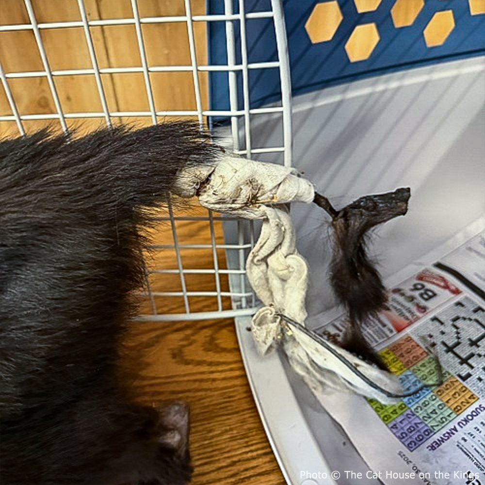 Funded: Help Cat Suffering with Painful Injuries After Being Struck by Car