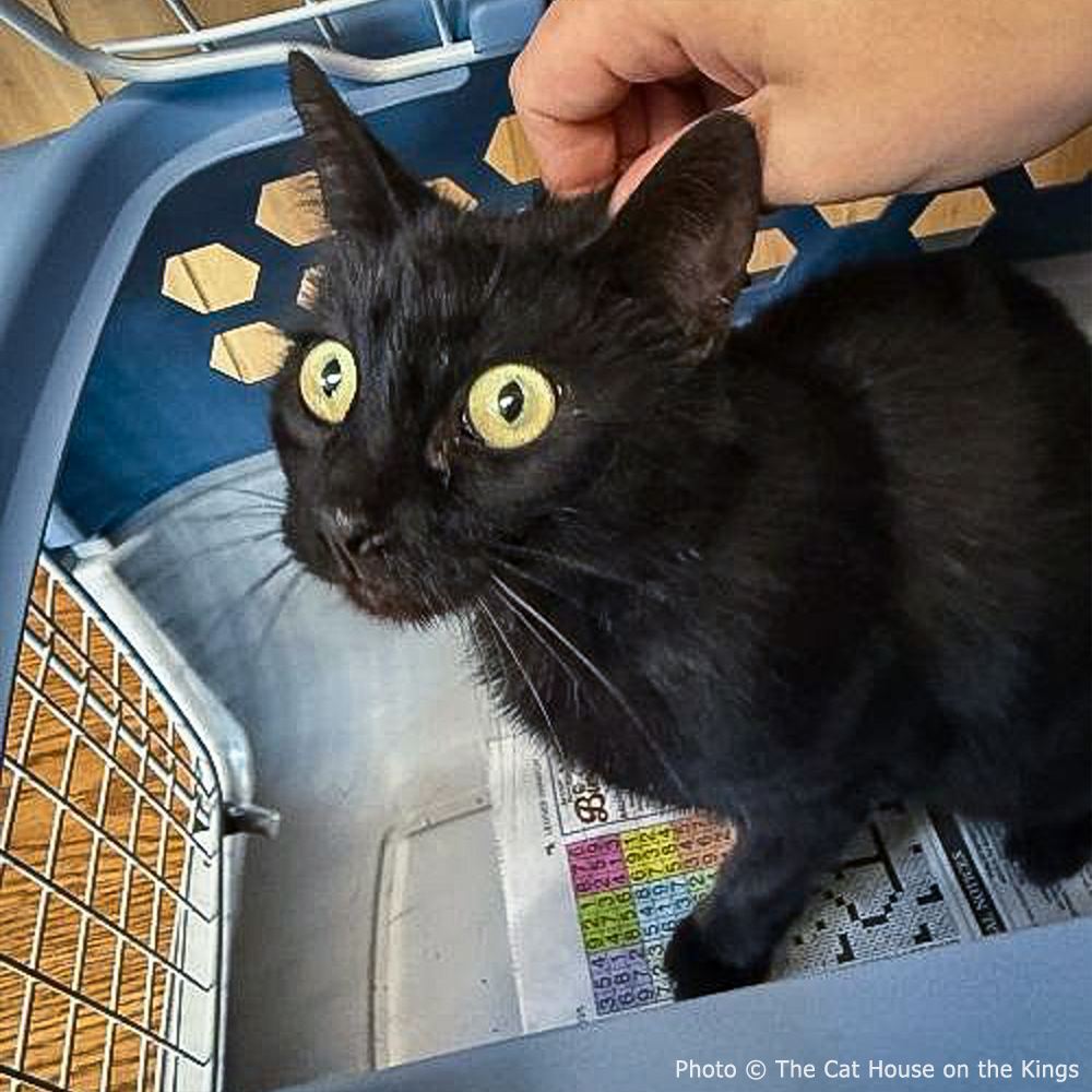 Funded: Help Cat Suffering with Painful Injuries After Being Struck by Car