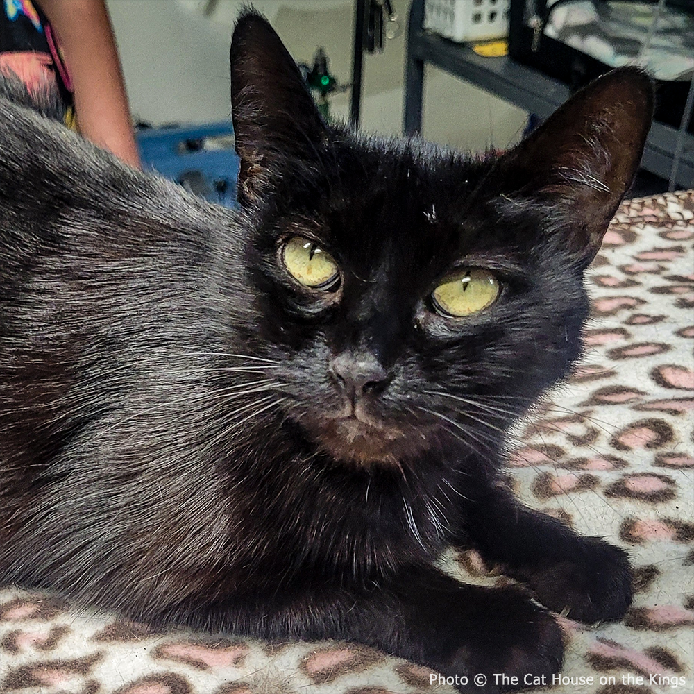 Funded: Help Cat Suffering with Painful Injuries After Being Struck by Car