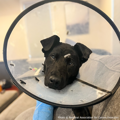 Funded: Service Dog in Training Severely Injures Leg and Needs Extensive Care to Heal