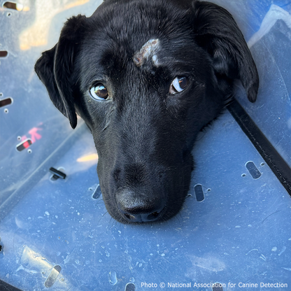 Funded: Service Dog in Training Severely Injures Leg and Needs Extensive Care to Heal