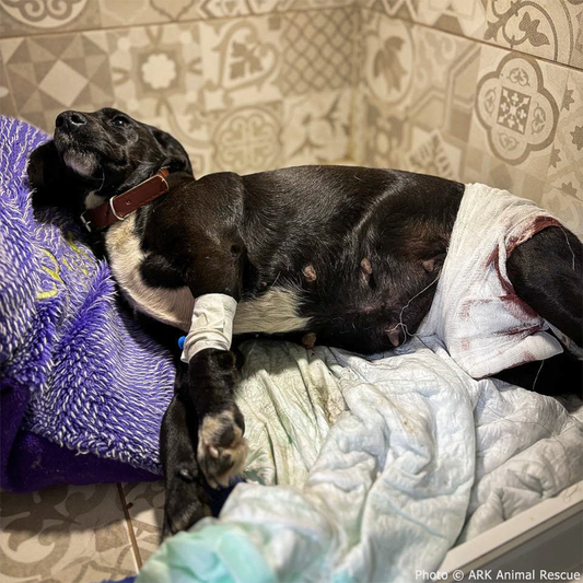Help Lasunka Heal After Rescue From War Zone