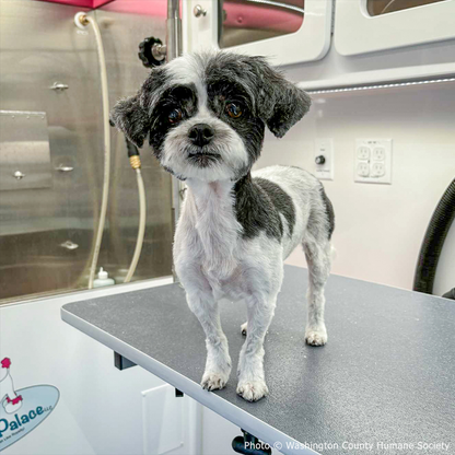 Funded: Lilo is Suffering with Painful Bladder Tear and Needs Life-Saving Procedure