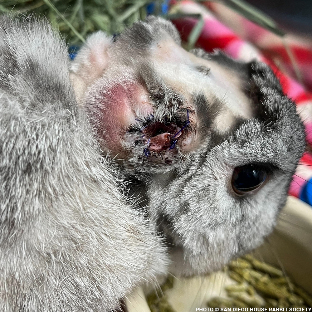 Funded: Help Linus the Rabbit Heal After Double Ear Amputation