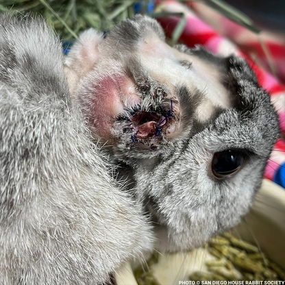 Funded: Help Linus the Rabbit Heal After Double Ear Amputation