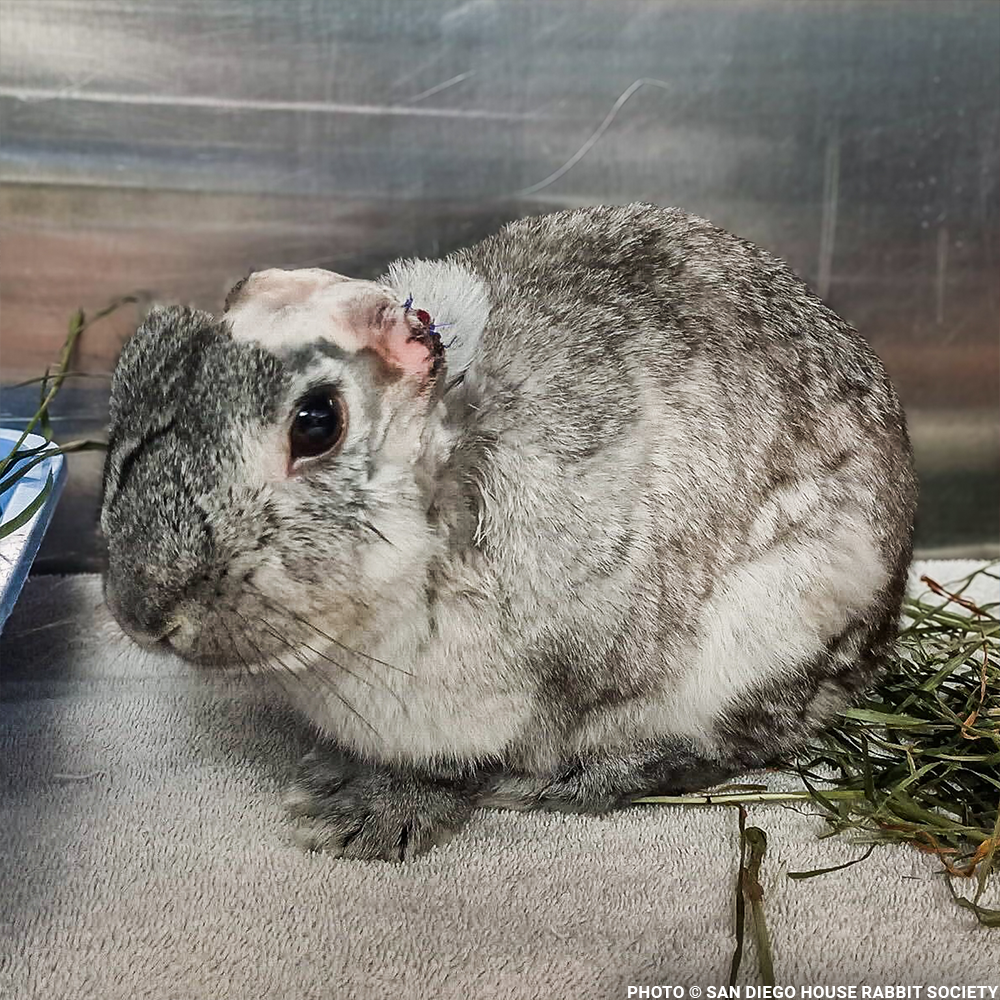 Funded: Help Linus the Rabbit Heal After Double Ear Amputation