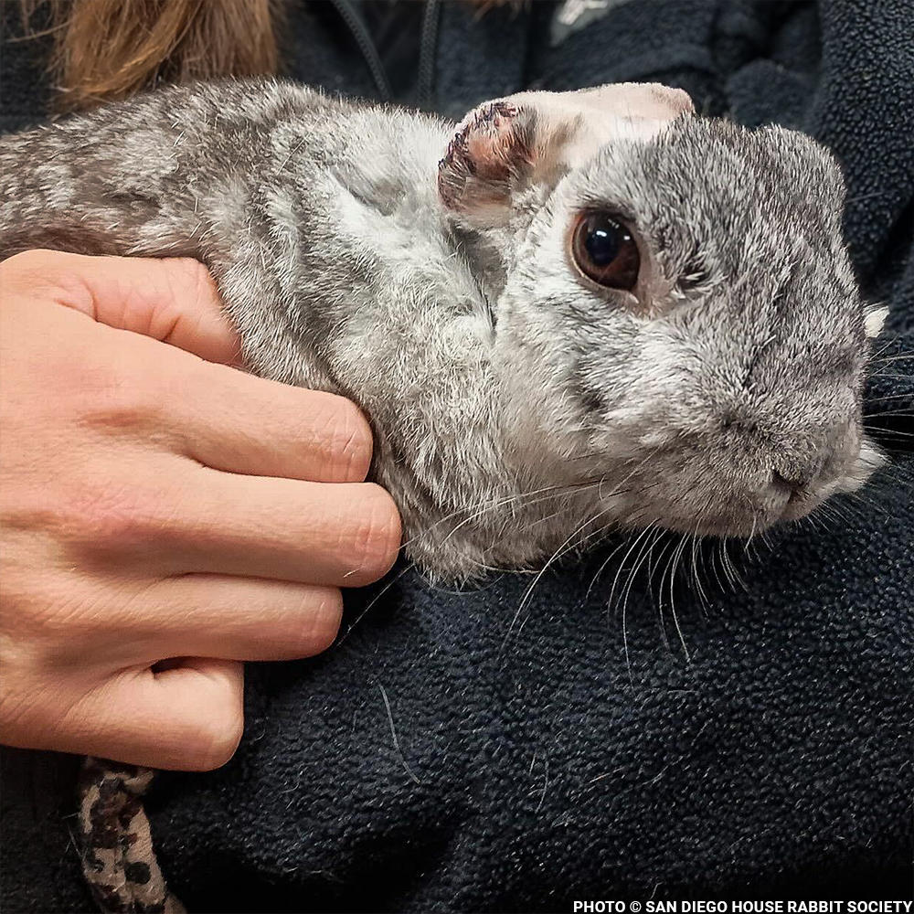 Funded: Help Linus the Rabbit Heal After Double Ear Amputation
