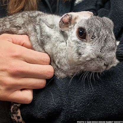 Funded: Help Linus the Rabbit Heal After Double Ear Amputation