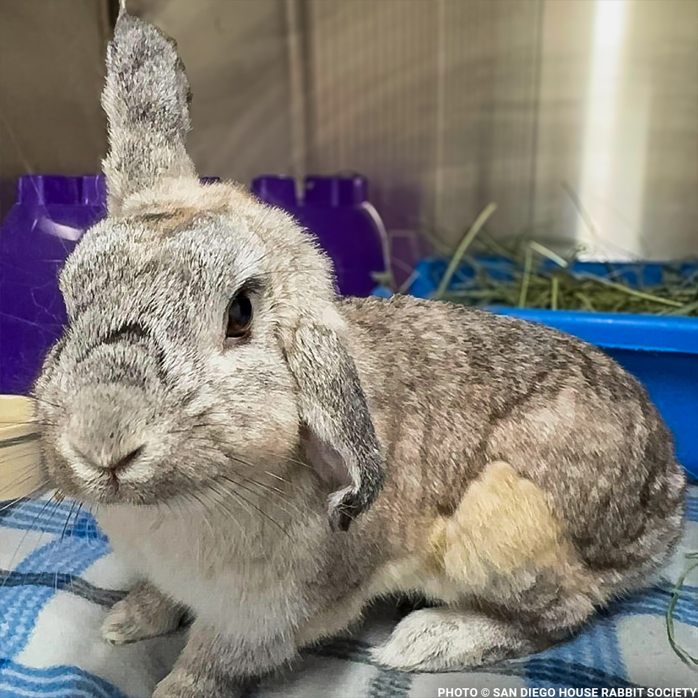 Help Linus the Rabbit Heal After Double Ear Amputation | GreaterGood