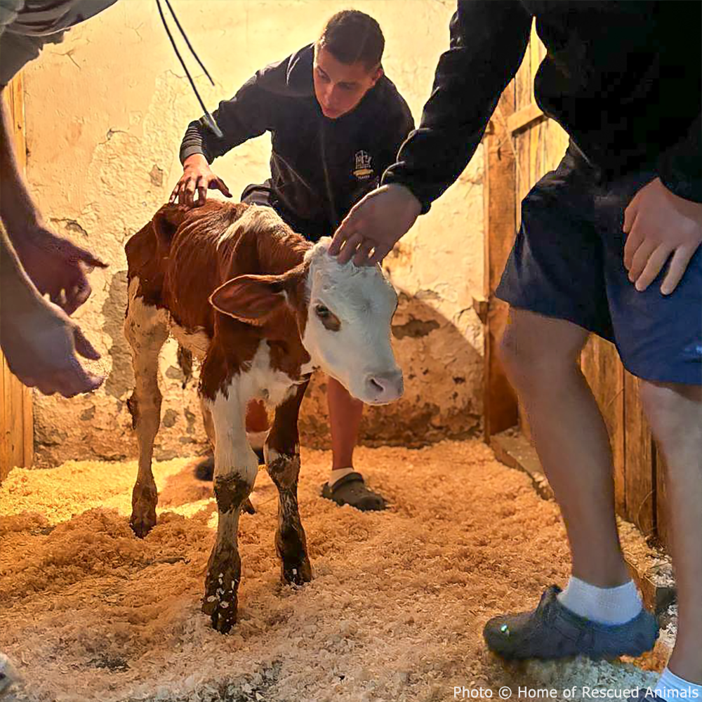 Support Lipchyk the Calf’s Recovery