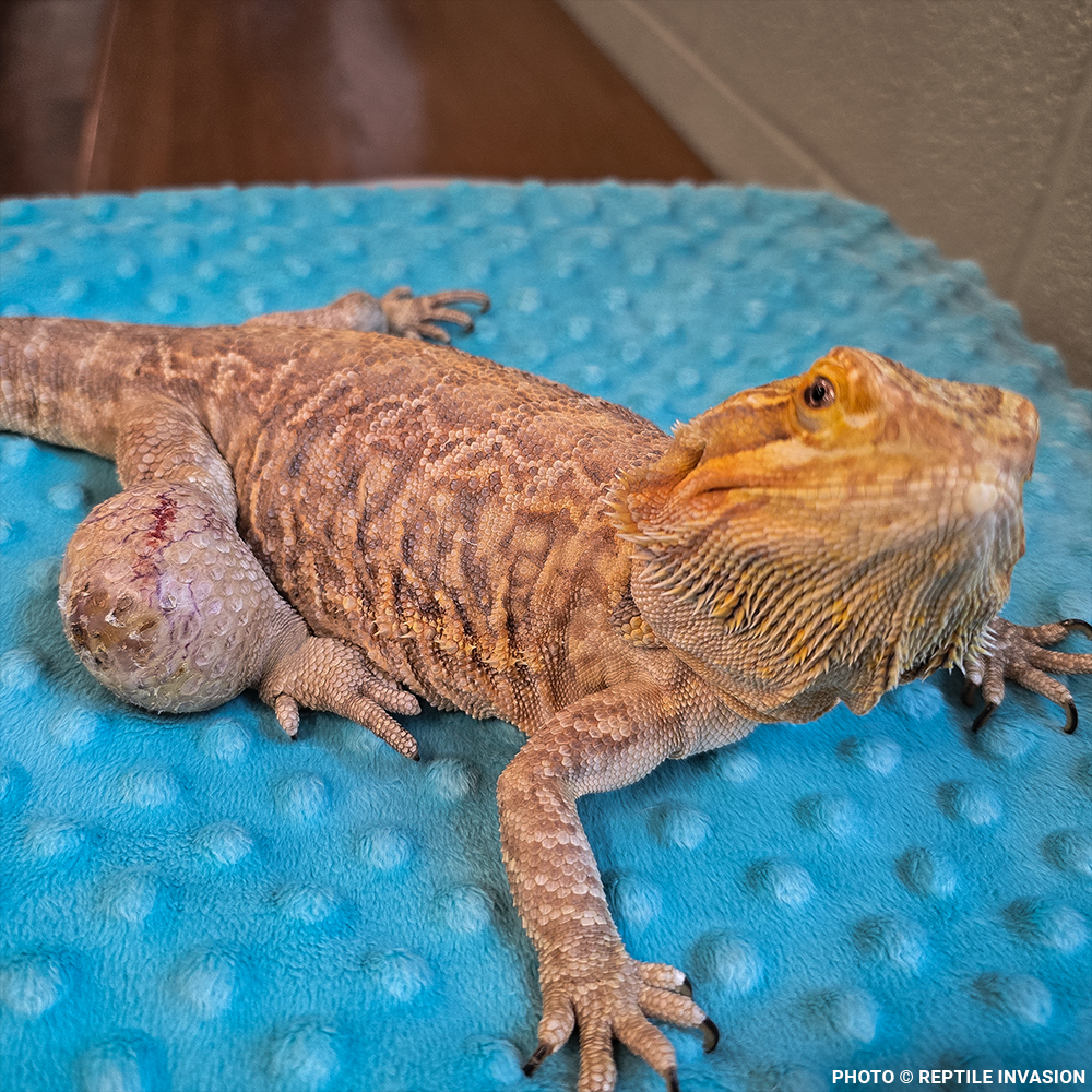 Lizzie the Lizard Needs Surgery to Remove Large Tumor