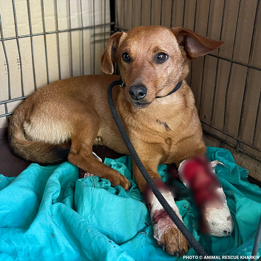 Support Lyubchik as He Heals from Pelvic Fracture