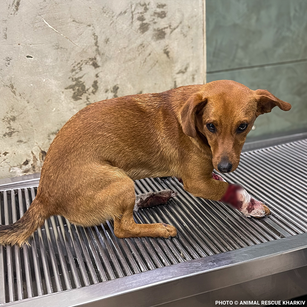 Support Lyubchik as He Heals from Pelvic Fracture