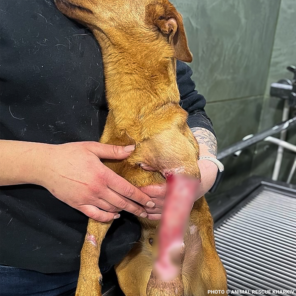 Support Lyubchik as He Heals from Pelvic Fracture