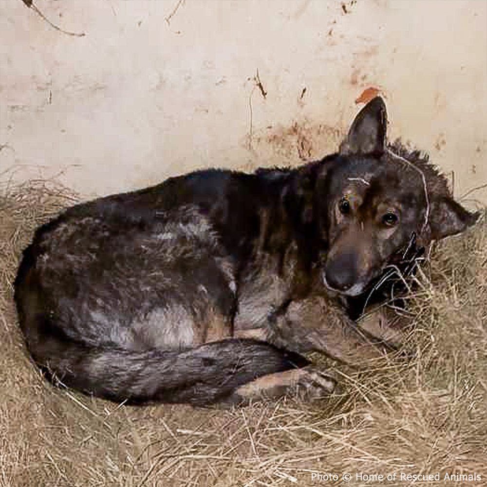 Funded: Severely Wounded Ukraine Dog Going Into Shock Needs Your Help to Survive