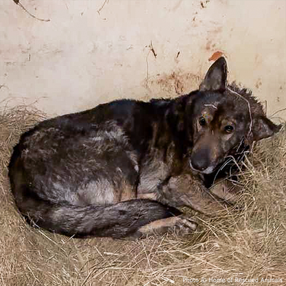 Funded: Severely Wounded Ukraine Dog Going Into Shock Needs Your Help to Survive