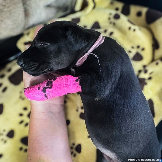 Dangerously Ill Puppy Mae Needs Emergency Care to Survive