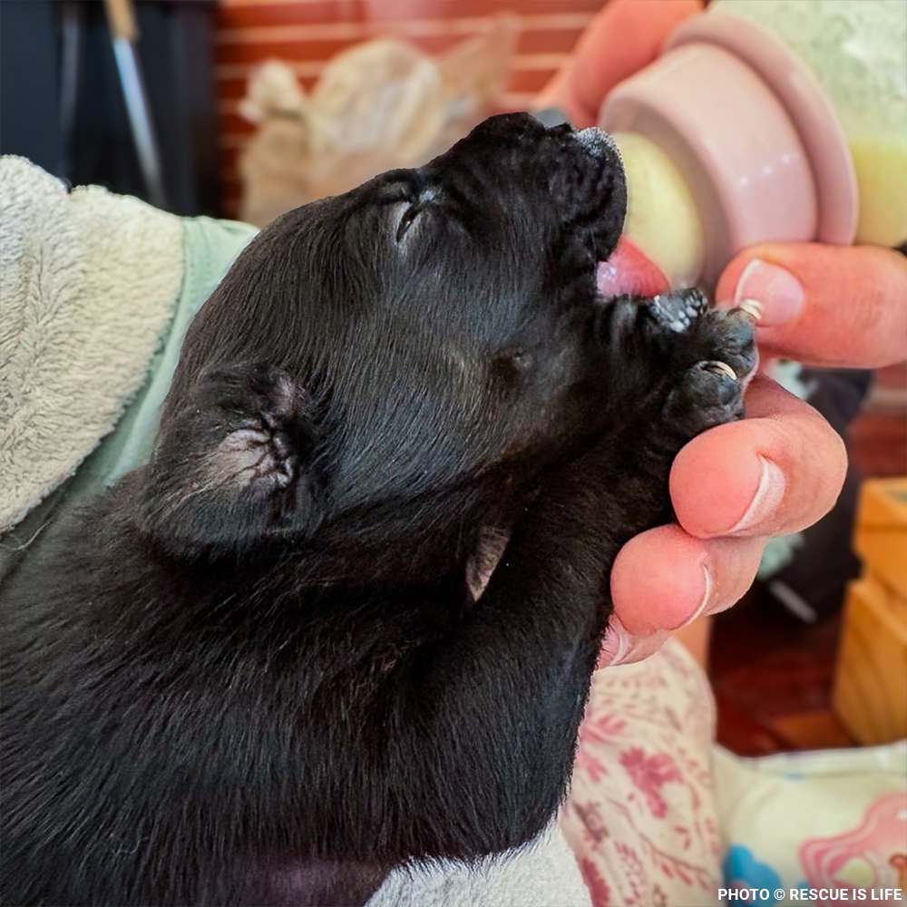 Dangerously Ill Puppy Mae Needs Emergency Care to Survive