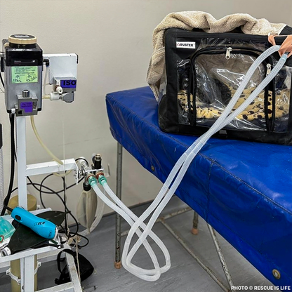 Dangerously Ill Puppy Mae Needs Emergency Care to Survive