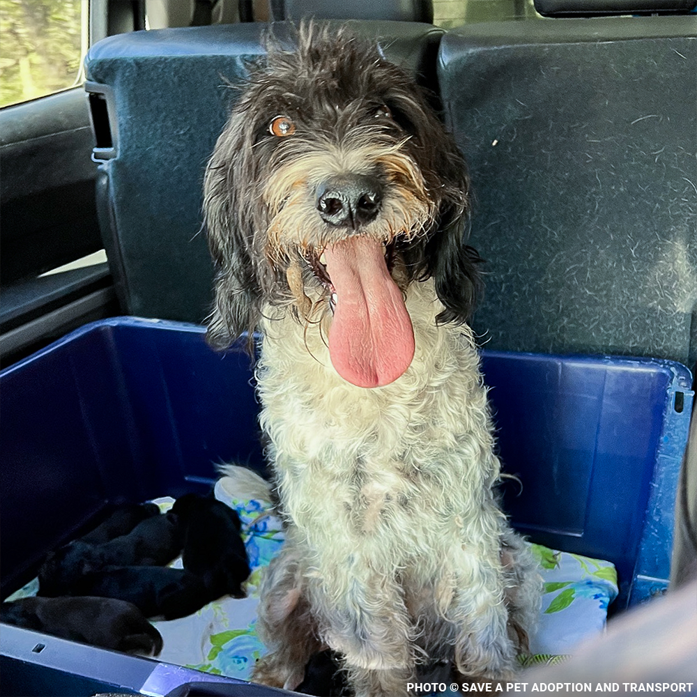 Help Maggie and Her Litter Through a Medical Emergency