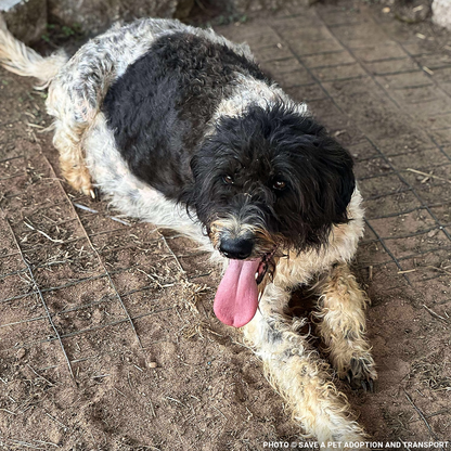 Help Maggie and Her Litter Through a Medical Emergency