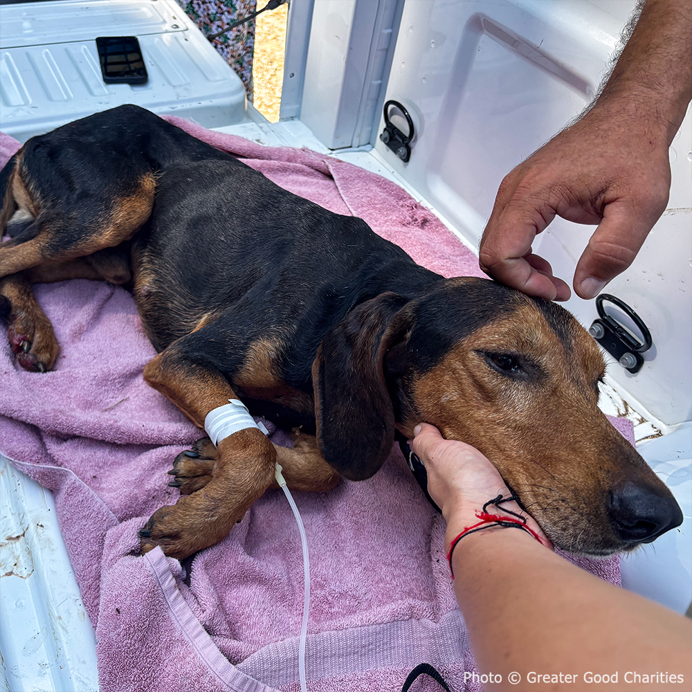 Pets Burned & Injured in Devastating Wildfires in Greece Need Your Help