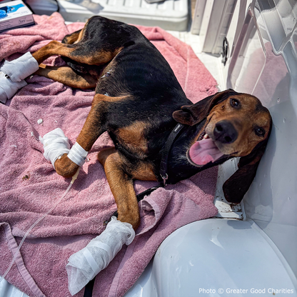 Pets Burned & Injured in Devastating Wildfires in Greece Need Your Help