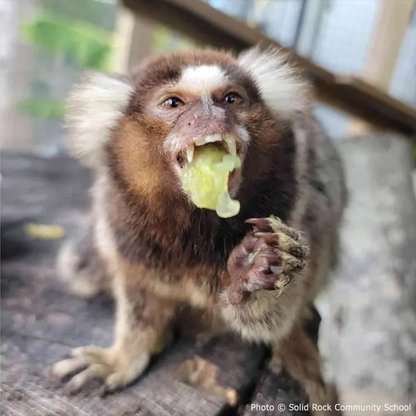 Funded: Help Teko the Marmoset Swing Back to Health
